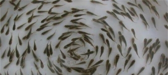 魚苗放養(yǎng)前處理