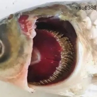 引起魚類爛鰓病的病因有哪些？如何防治？