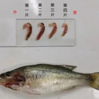 加州鱸魚苗階段指環(huán)蟲危害嚴(yán)重應(yīng)該辦？